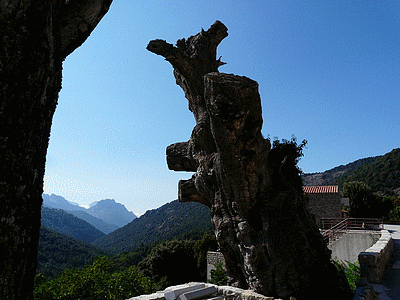 CRISTINACCE - Le vieux chataignier (plus de 600 ans)