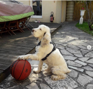 Waoupy  chien basketteur (20240314)    (Photographie de Yann Plunet) <br><A href=vos/202x/004.jpg>Afficher l'image ?</A>